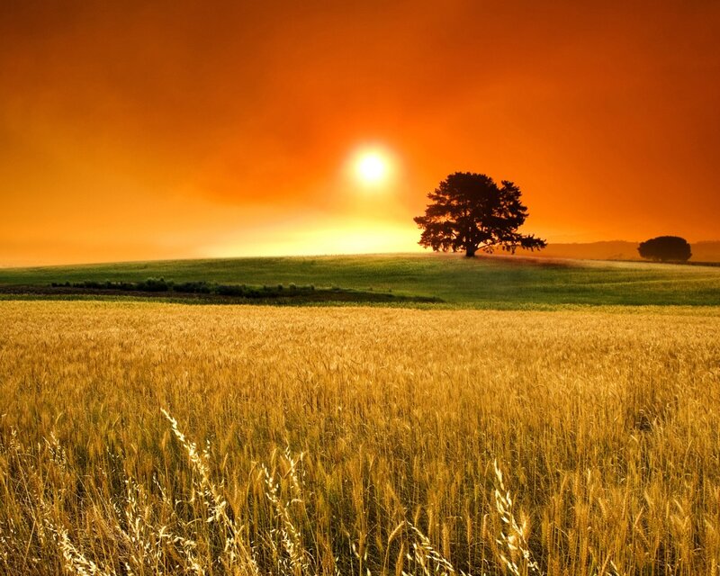 Solitary Tree in Field — Orange, Serene, Sunset, Photograph, Sun