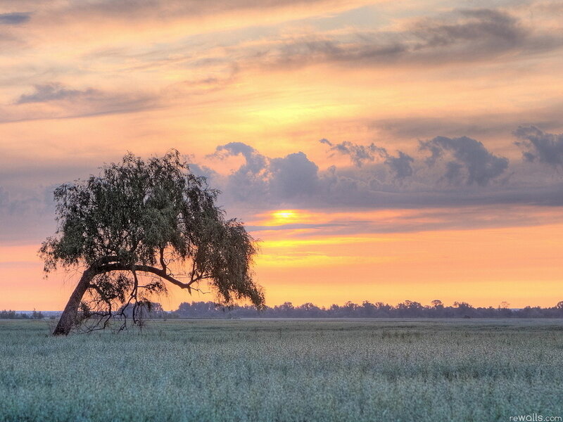 Solitary Tree in Field — Orange, Serene, Sunset