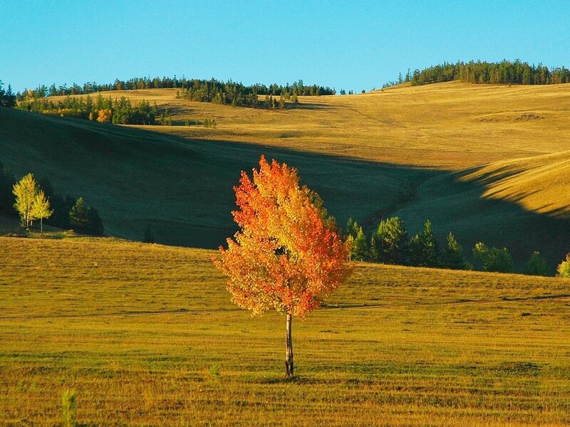 Solitary Tree in Field — Orange, Serene