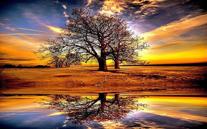 Solitary Tree in Field — Orange