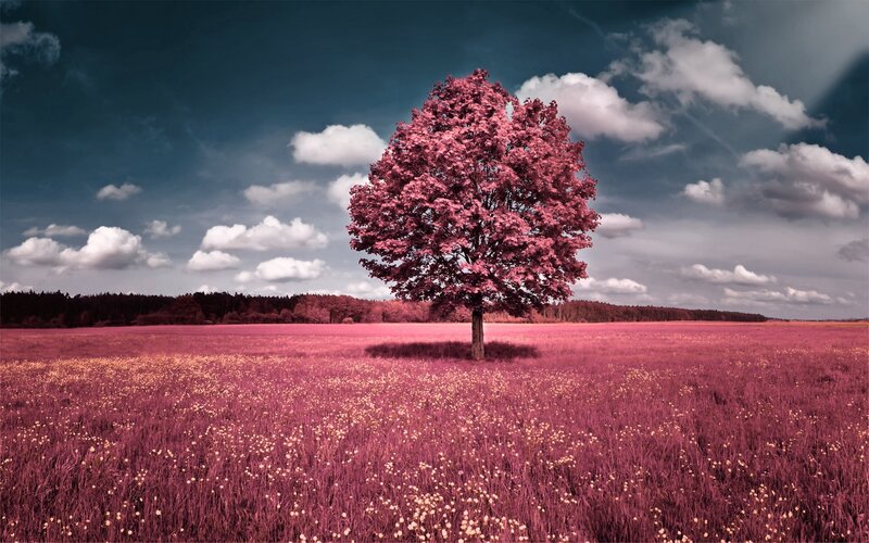 Solitary Tree in Field — Pink, Dramatic, Afternoon, Photograph, Clouds, Forest, Purple, Blue