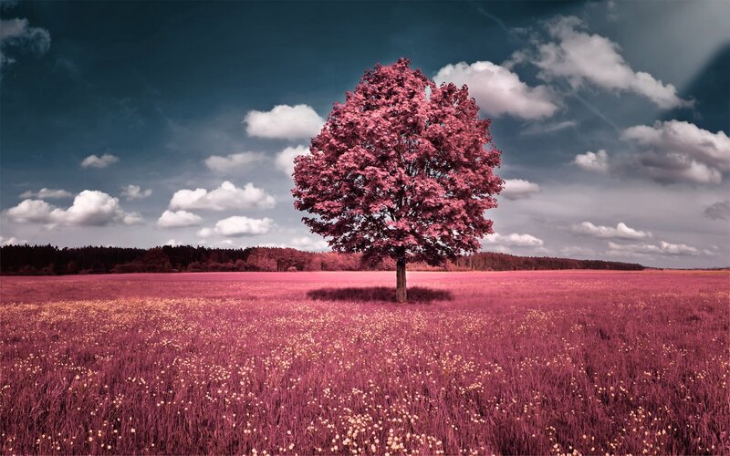 Solitary Tree in Field — Pink, Dramatic, Afternoon, Photograph, Clouds, Forest