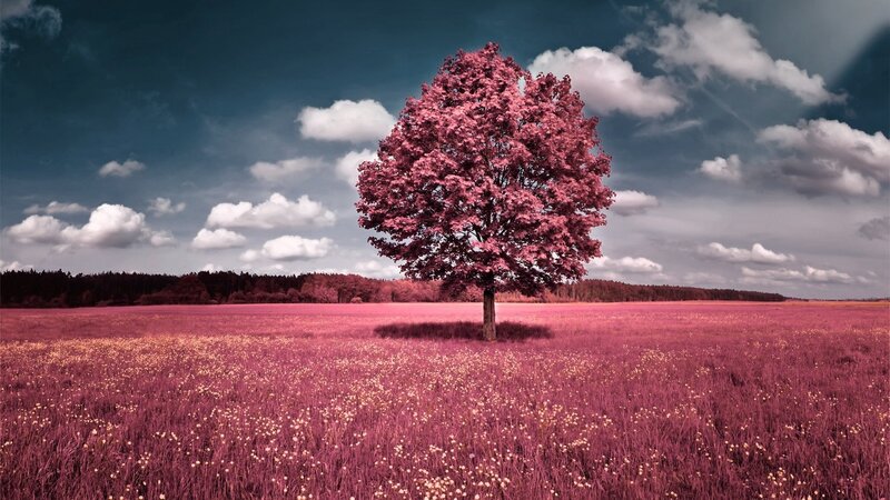Solitary Tree in Field — Pink, Dramatic, Afternoon, Photograph, Clouds