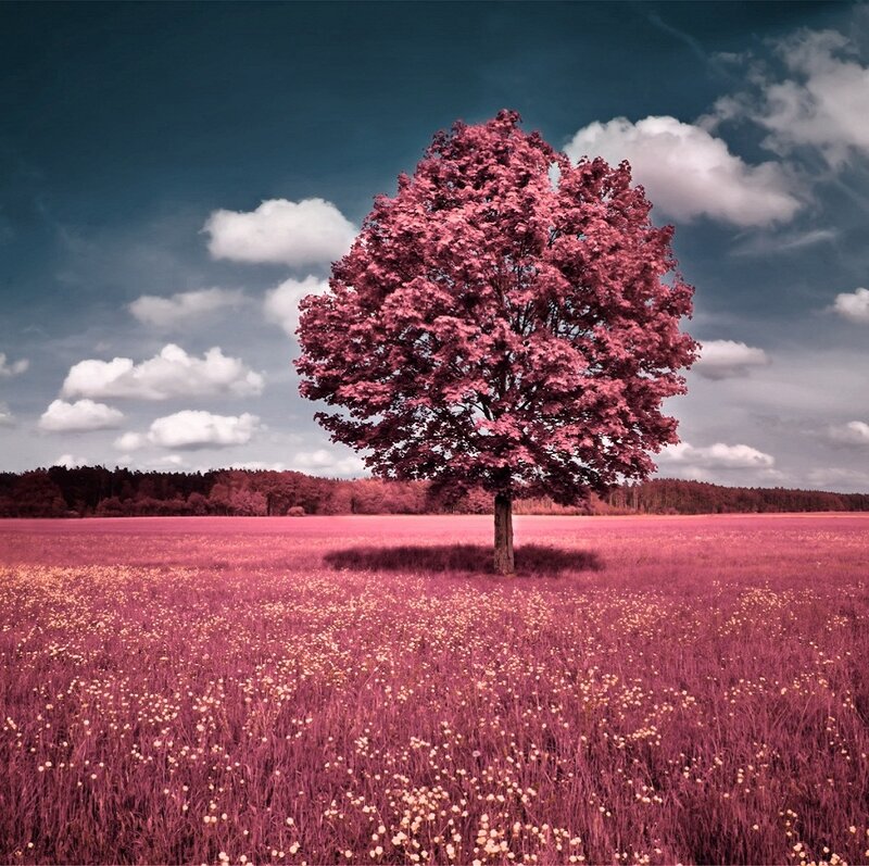 Solitary Tree in Field — Pink, Dramatic, Afternoon