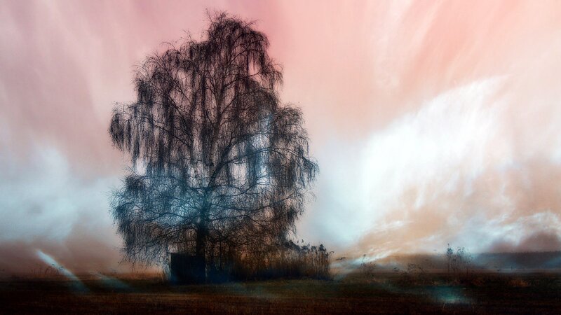Solitary Tree in Field — Pink, Dramatic, Sunset