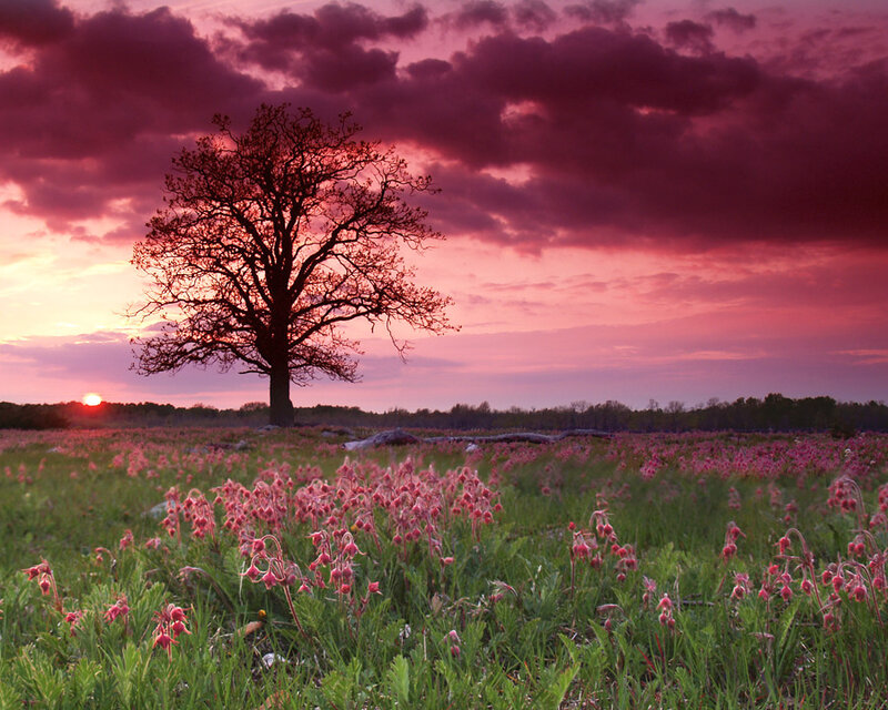 Solitary Tree in Field — Pink, Dramatic