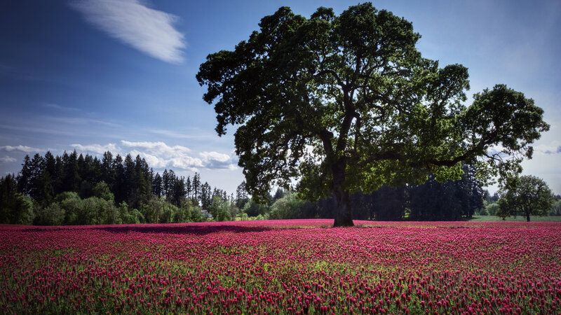 Solitary Tree in Field — Pink, Serene, Afternoon