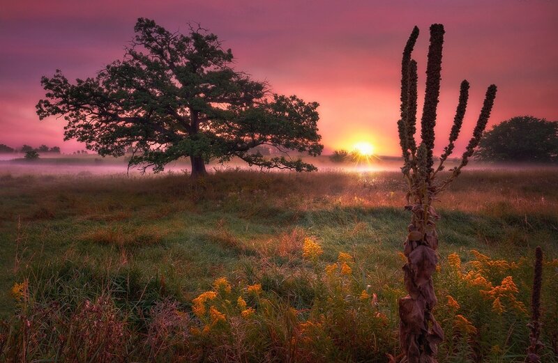 Solitary Tree in Field — Pink, Serene, Sunrise