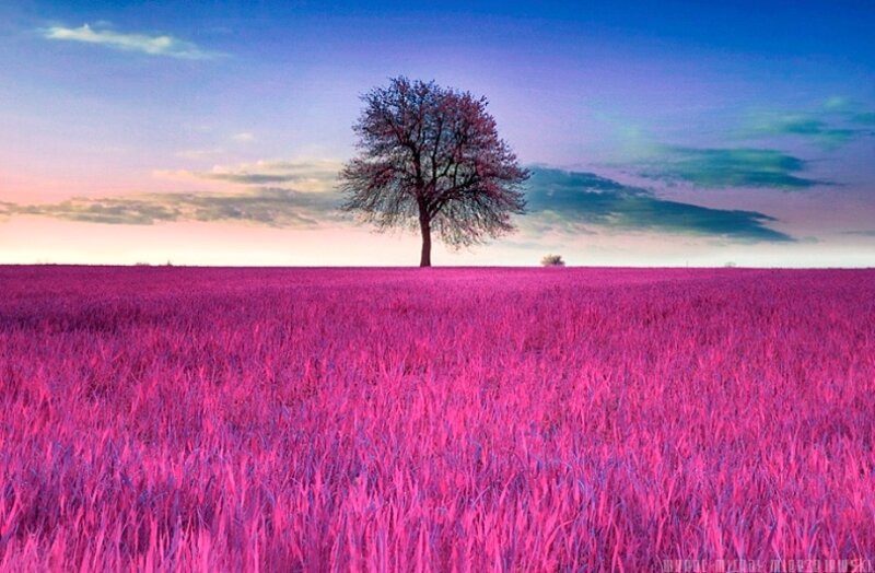 Solitary Tree in Field — Pink, Serene, Sunset, Photograph, Sky