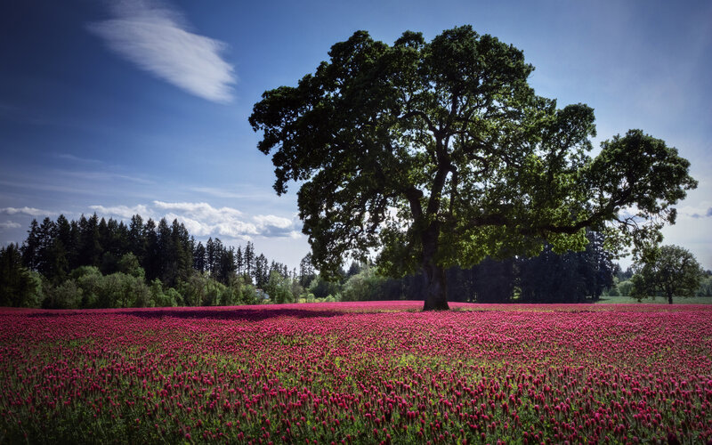 Solitary Tree in Field — Pink, Serene