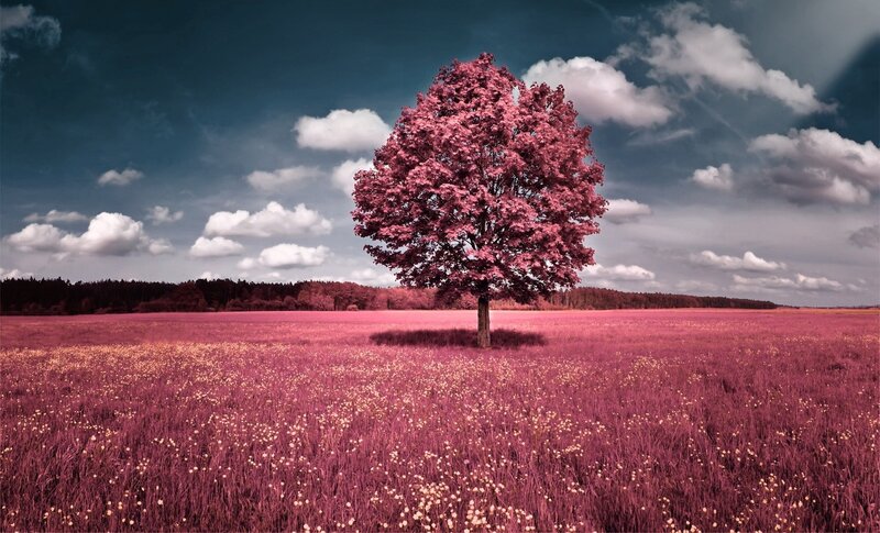 Solitary Tree in Field — Pink