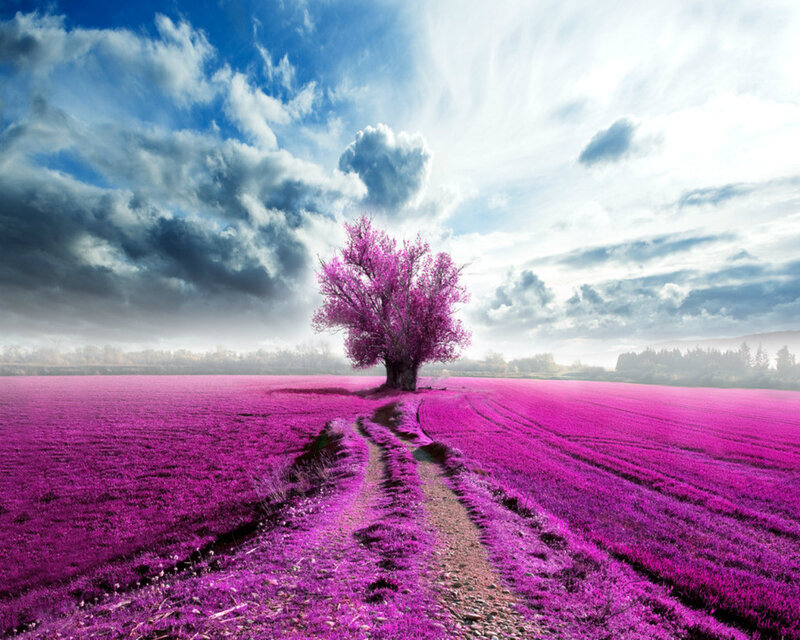 Solitary Tree in Field — Purple, Dramatic, Afternoon