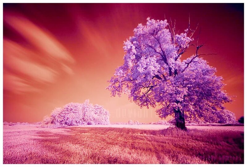 Solitary Tree in Field — Purple, Dramatic, Digital Art, Sky