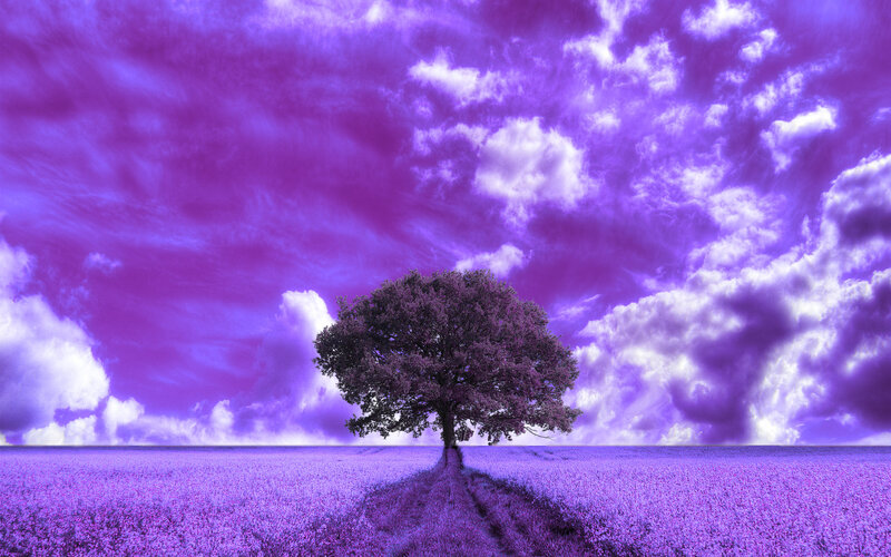 Solitary Tree in Field — Purple, Dramatic, Digital Art