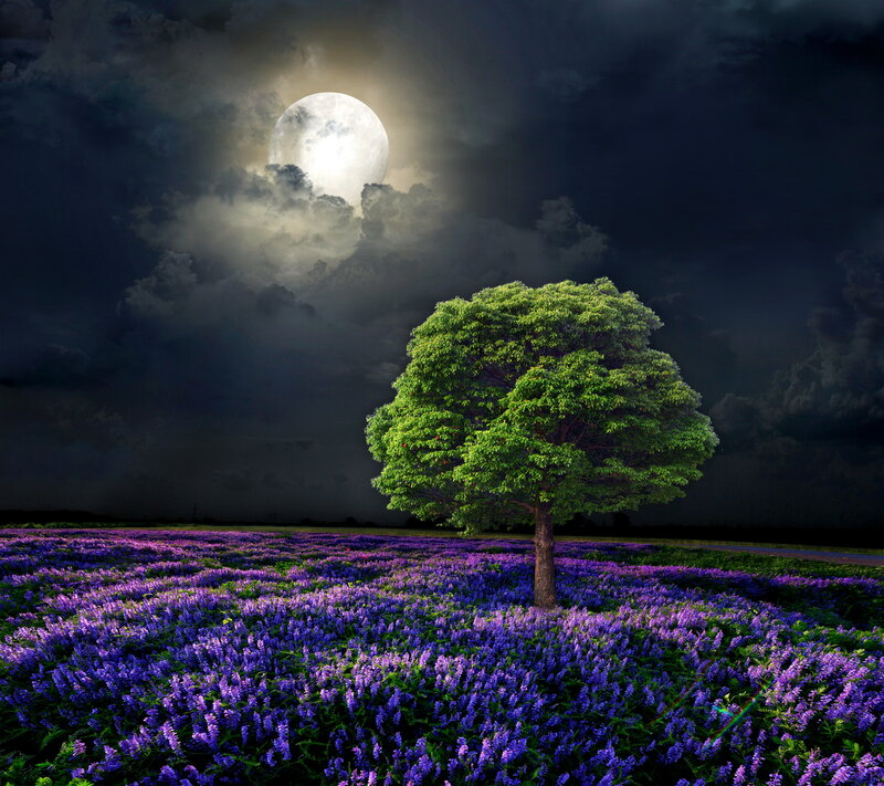 Solitary Tree in Field — Purple, Dramatic, Night, Digital Art