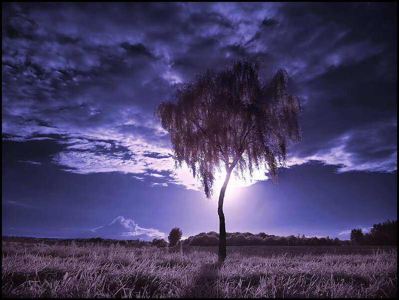 Solitary Tree in Field — Purple, Dramatic, Night, Photograph, Clouds