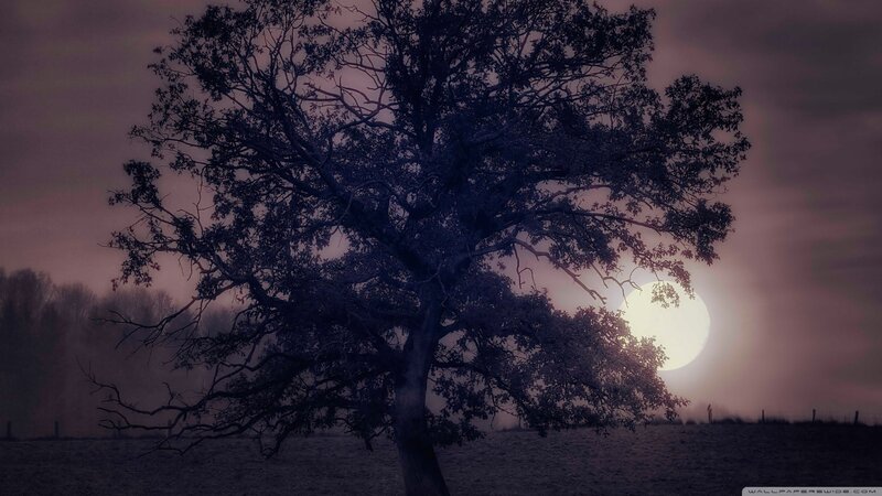 Solitary Tree in Field — Purple, Dramatic, Night, Photograph, Moon