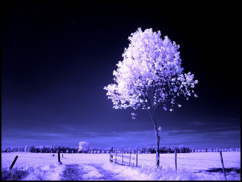 Solitary Tree in Field — Purple, Dramatic, Night, Photograph