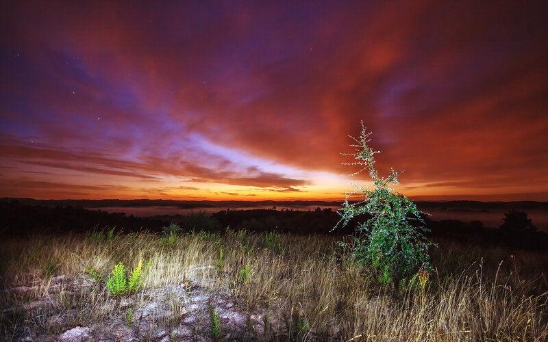 Solitary Tree in Field — Purple, Dramatic, Night