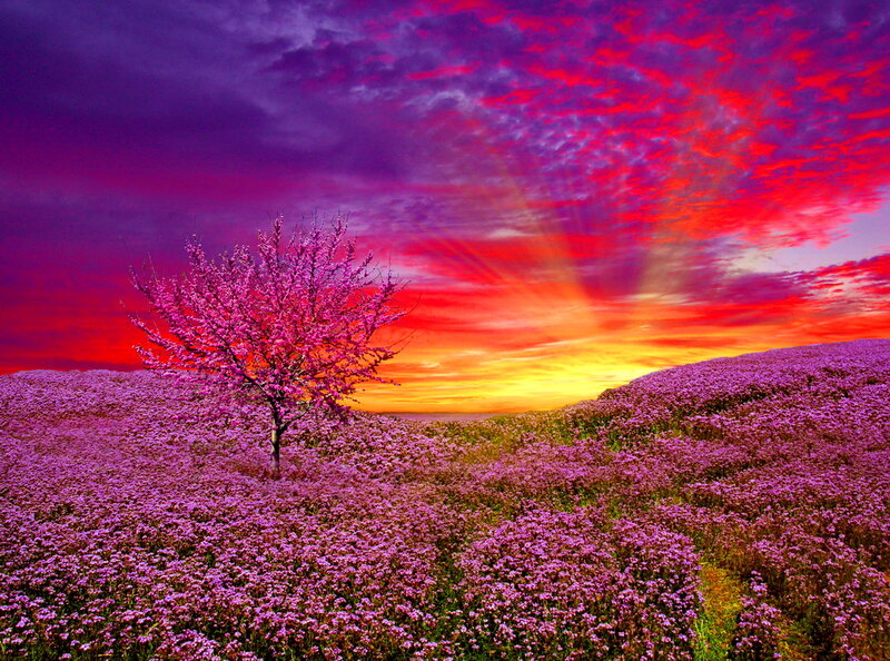 Solitary Tree in Field — Purple, Dramatic, Sunset, Digital Art