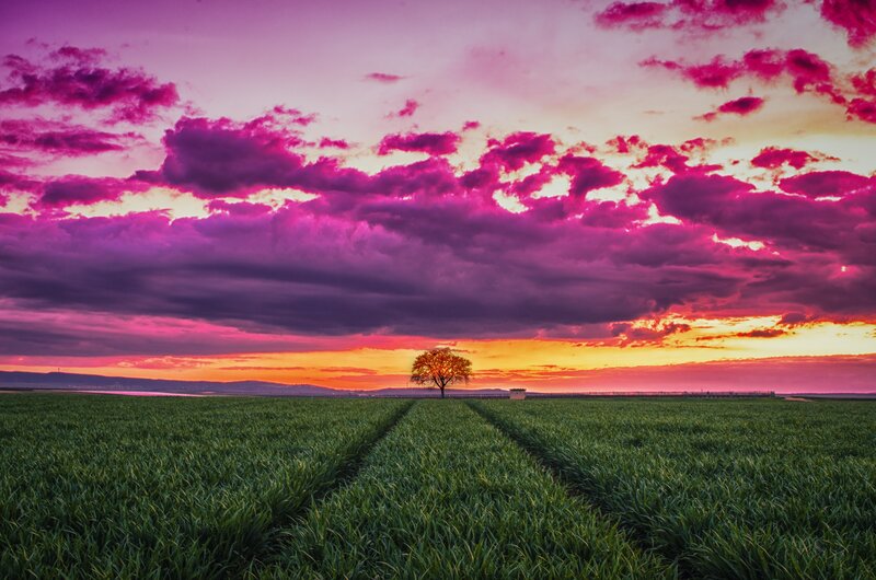 Solitary Tree in Field — Purple, Dramatic, Sunset, Photograph, Clouds