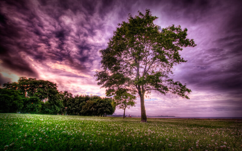 Solitary Tree in Field — Purple, Dramatic, Sunset, Photograph, Clouds, Trees