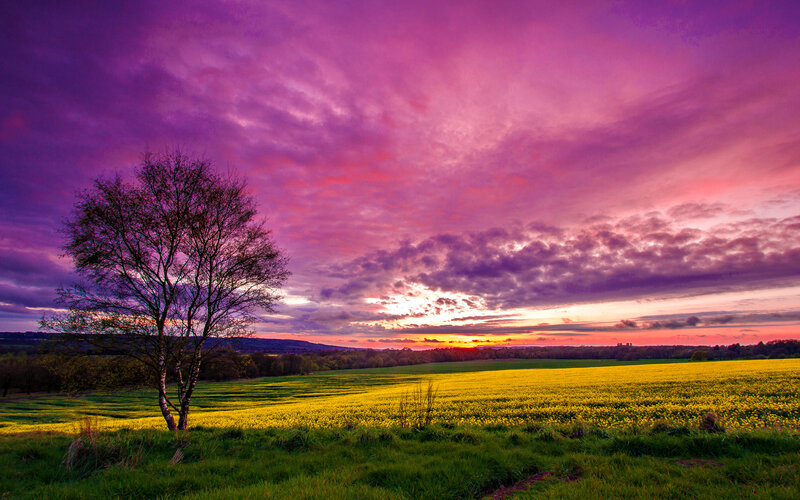 Solitary Tree in Field — Purple, Dramatic, Sunset, Photograph, Sky, Clouds