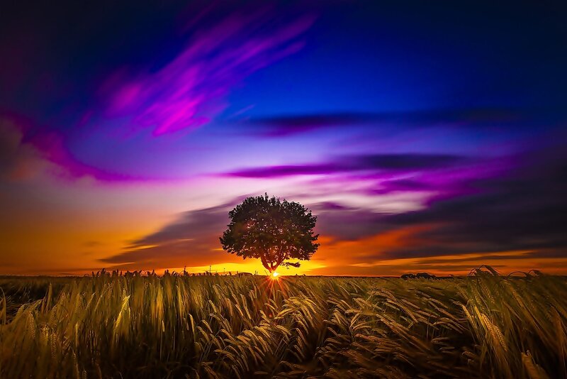 Solitary Tree in Field — Purple, Dramatic, Sunset, Photograph, Sky, Sun