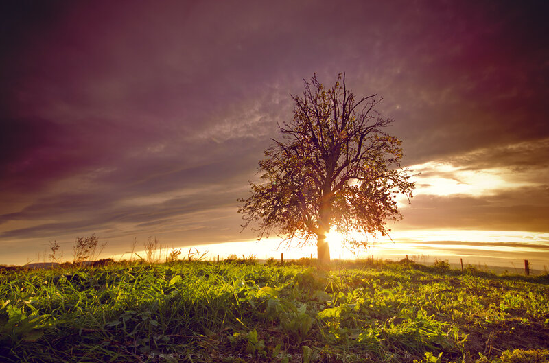 Solitary Tree in Field — Purple, Dramatic, Sunset, Photograph, Sky