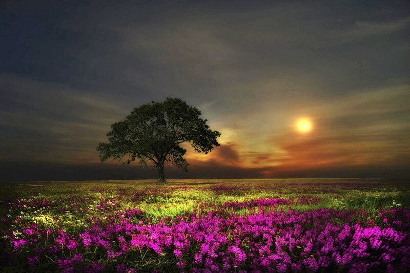 Solitary Tree in Field — Purple, Dramatic, Sunset, Photograph, Sun, Sky