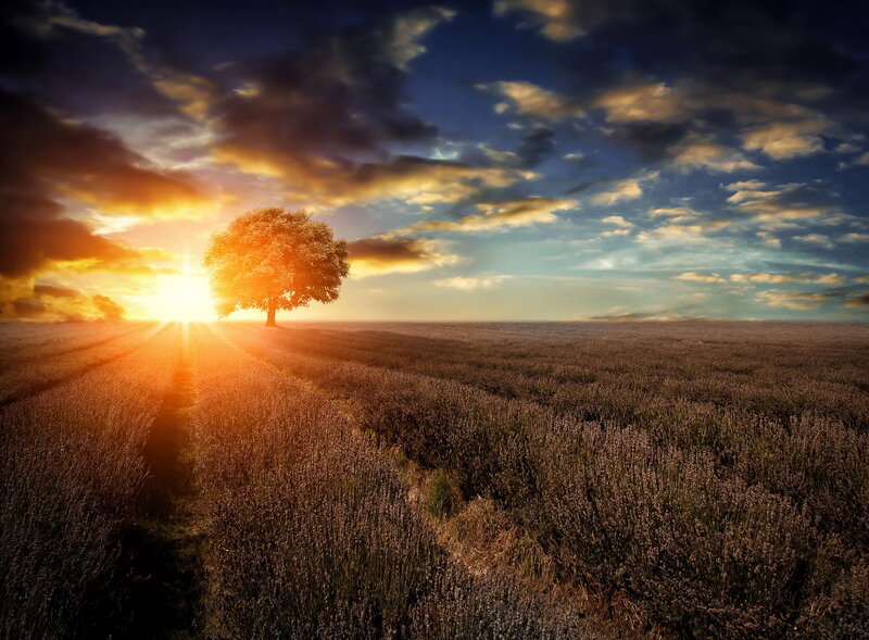 Solitary Tree in Field — Purple, Dramatic, Sunset, Photograph, Sun