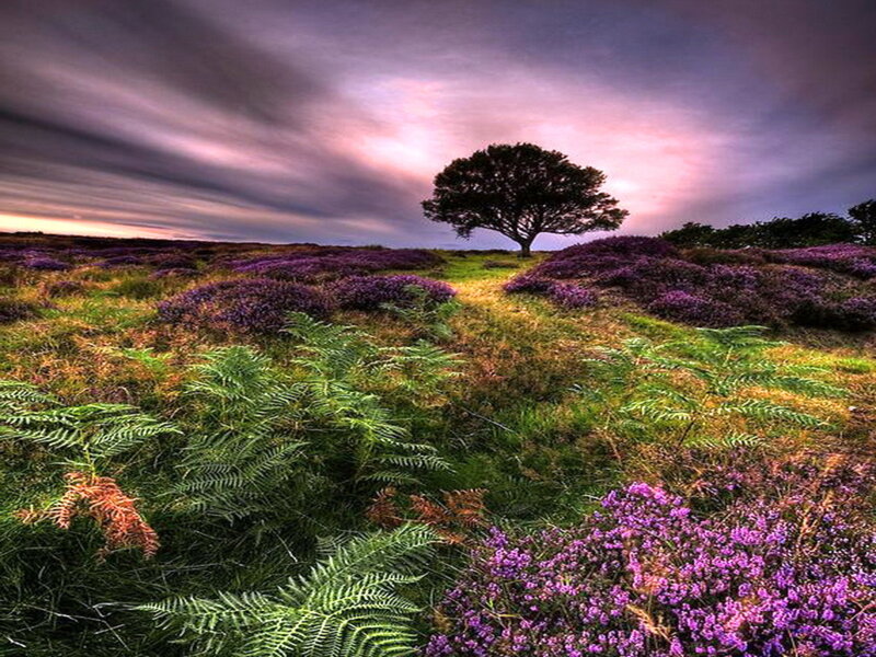 Solitary Tree in Field — Purple, Dramatic, Sunset, Photograph