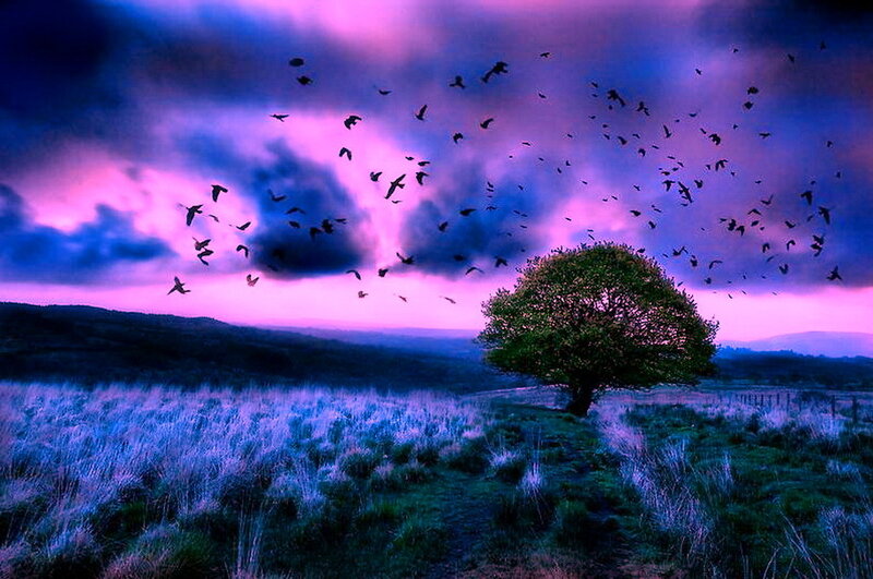 Solitary Tree in Field — Purple, Dramatic, Sunset