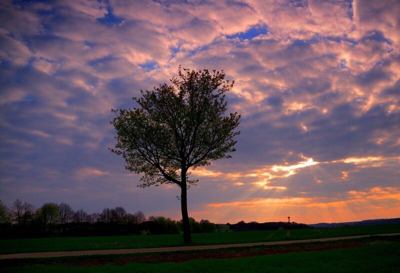 Solitary Tree in Field — Purple, Dramatic