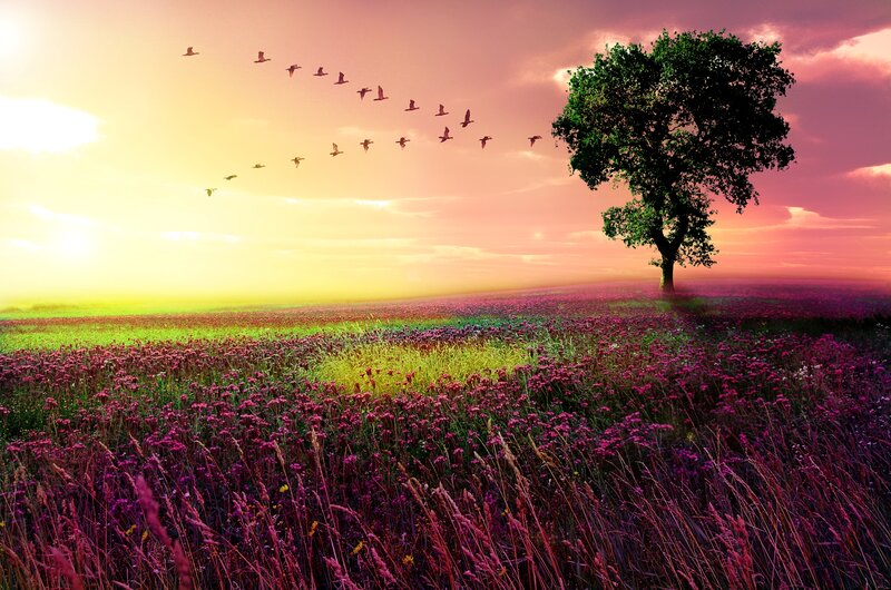 Solitary Tree in Field — Purple, Serene, Sunset, Photograph, Birds