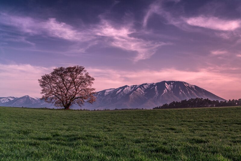 Solitary Tree in Field — Purple, Serene, Sunset, Photograph, Mountain
