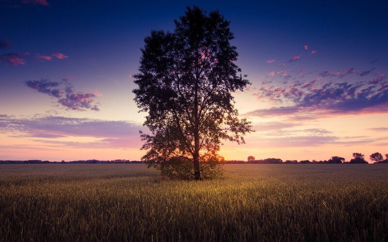 Solitary Tree in Field — Purple, Serene, Sunset, Photograph, Sky, Clouds, Orange