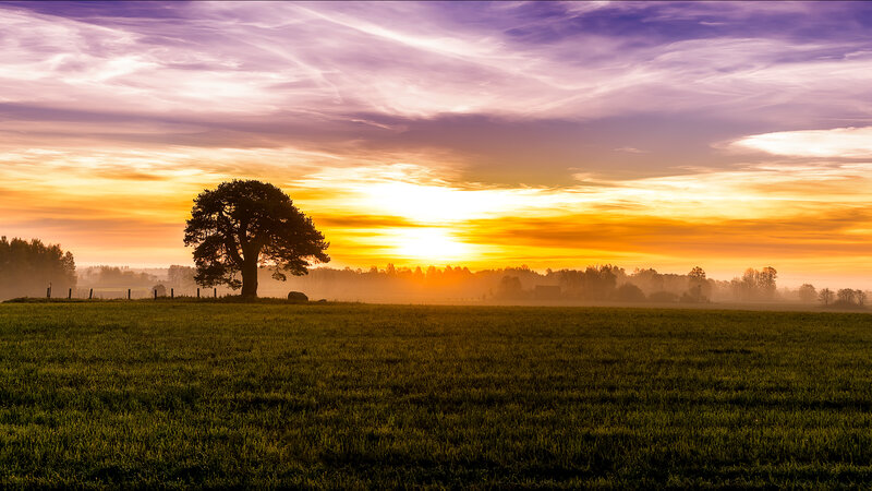 Solitary Tree in Field — Purple, Serene, Sunset, Photograph, Sky