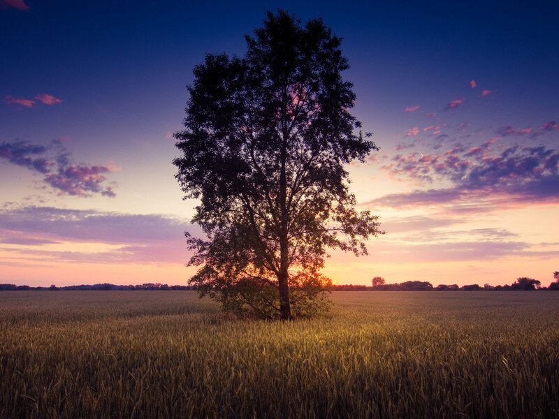 Solitary Tree in Field — Purple, Serene, Sunset, Photograph