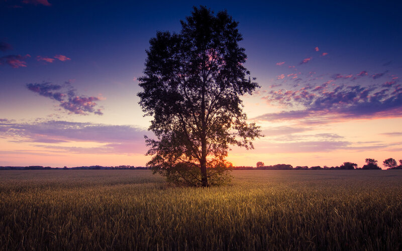 Solitary Tree in Field — Purple, Serene, Sunset