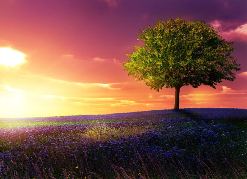 Solitary Tree in Field — Purple, Serene