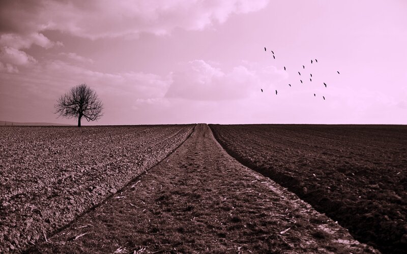 Solitary Tree in Field — Purple, Somber