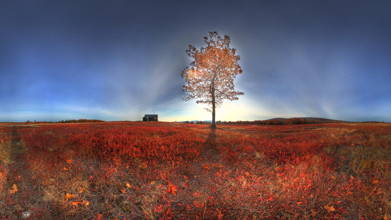 Solitary Tree in Field — Red, Dramatic, Autumn