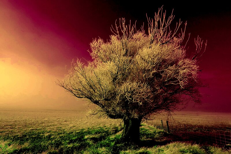 Solitary Tree in Field — Red, Dramatic, Night, Photograph