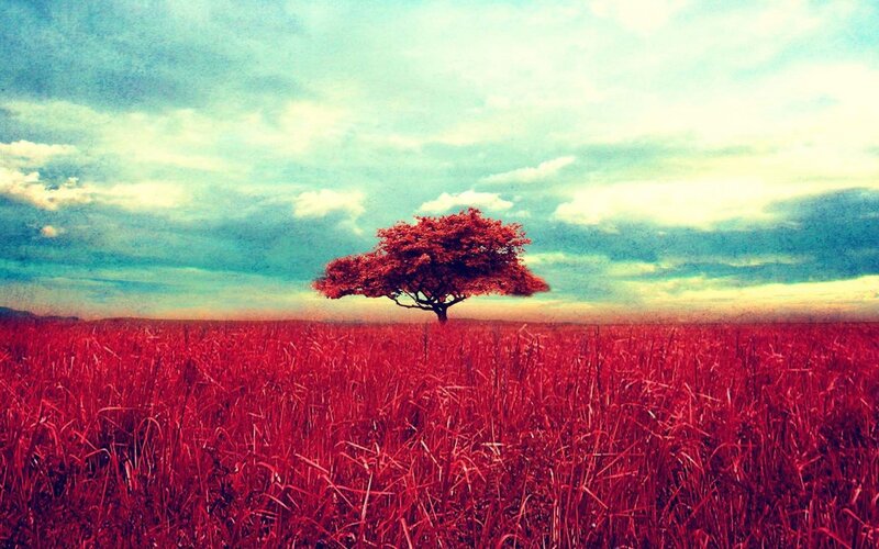 Solitary Tree in Field — Red, Dramatic, Sunset, Digital Art, Sky