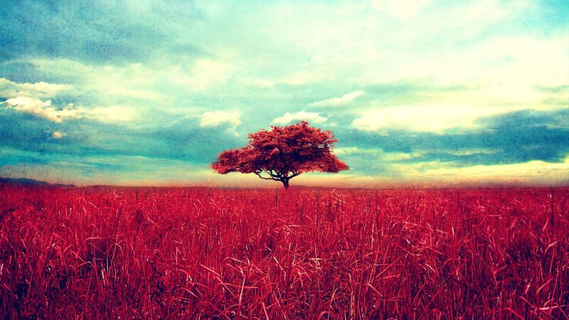 Solitary Tree in Field — Red, Dramatic, Sunset, Digital Art