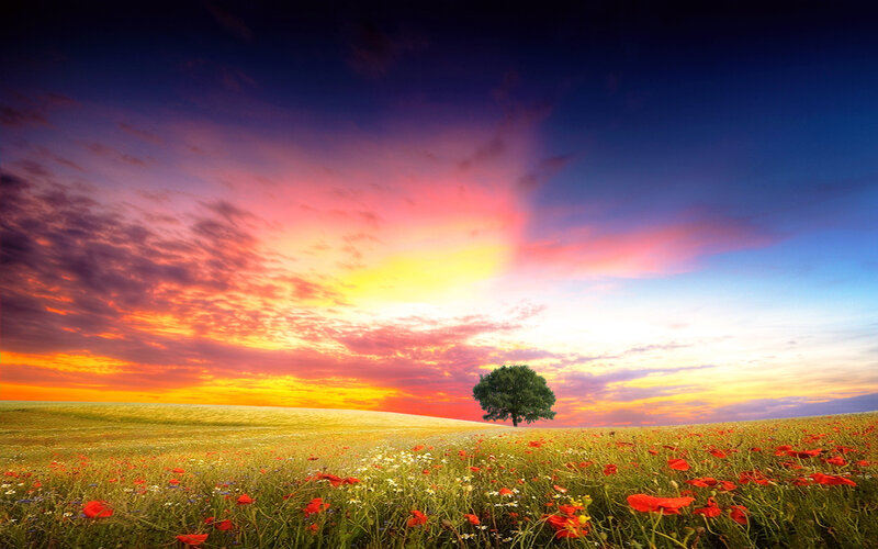 Solitary Tree in Field — Red, Dramatic, Sunset, Photograph, Flowers