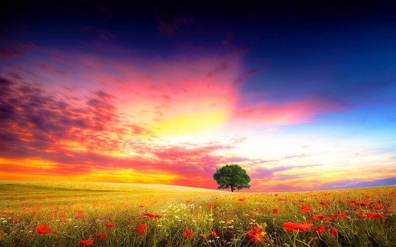 Solitary Tree in Field — Red, Dramatic, Sunset, Photograph, Sky, Clouds, Yellow