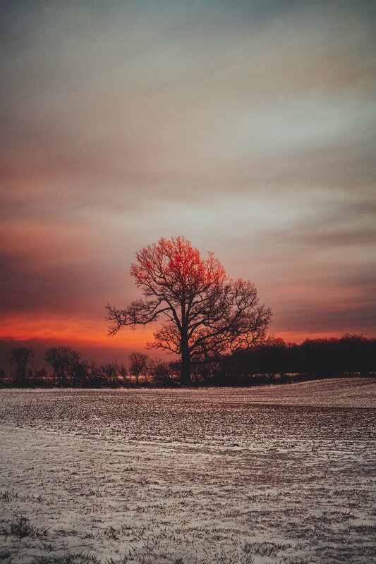 Solitary Tree in Field — Red, Dramatic, Sunset, Photograph, Sky