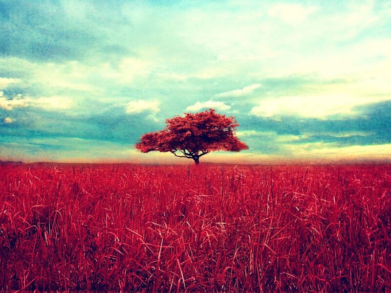 Solitary Tree in Field — Red, Dramatic, Sunset, Photograph